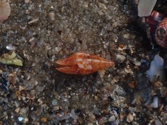 Mitrella lincolnensis