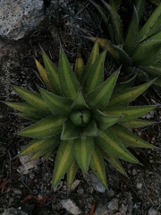 Agave kerchovei