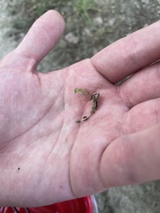 Callitriche nuttallii