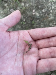 Callitriche nuttallii