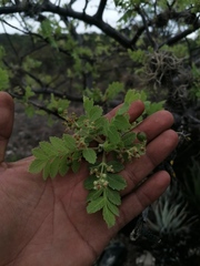 Bursera glabrifolia