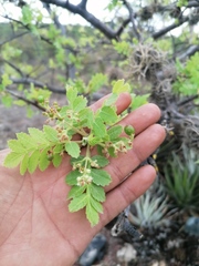 Bursera glabrifolia