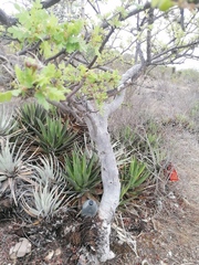 Bursera glabrifolia
