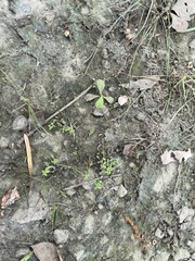 Callitriche nuttallii