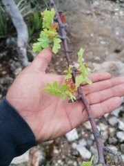 Bursera glabrifolia