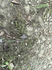 Callitriche nuttallii