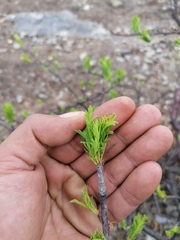 Bursera morelensis