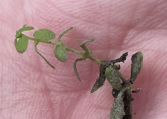 Callitriche nuttallii
