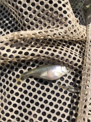 Cyprinella lutrensis