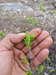 Bursera morelensis