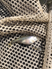 Cyprinella lutrensis