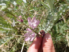 Sidalcea covillei