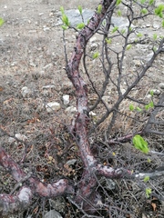 Bursera morelensis