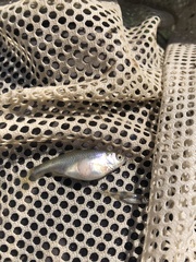 Cyprinella lutrensis