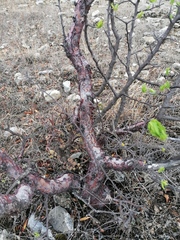 Bursera morelensis