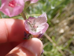 Sidalcea covillei