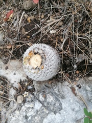 Mammillaria albilanata