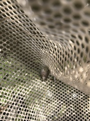 Cyprinella lutrensis