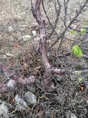 Bursera morelensis