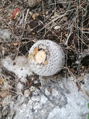 Mammillaria albilanata