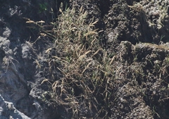 Polypogon interruptus