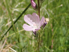 Sidalcea covillei