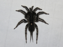 Ischnothele annulata