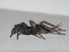 Ischnothele annulata