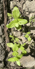 Lindernia anagallidea