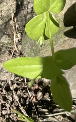 Lindernia anagallidea