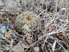 Coryphantha retusa