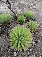 Agave convallis