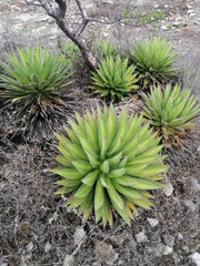 Agave convallis