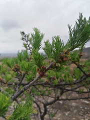 Bursera morelensis
