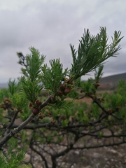 Bursera morelensis