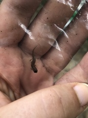 Desmognathus carolinensis