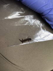 Desmognathus carolinensis