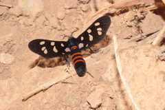 Amata mogadorensis