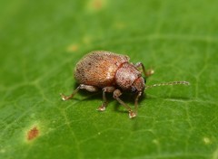 Demotina modesta