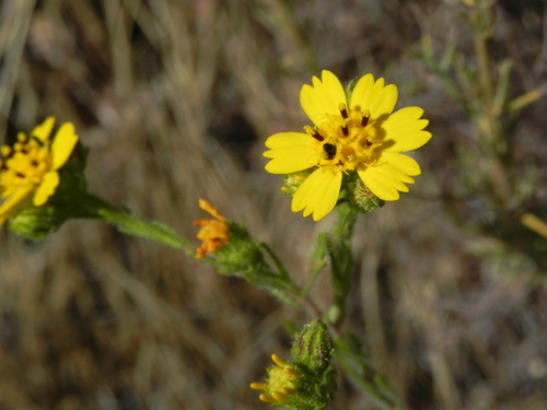 Image of Deinandra conjugens by (c) James C. Davis, some rights reserved (CC BY-SA)