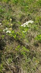 Spiraea flexuosa