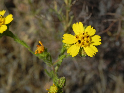 Image of Deinandra conjugens by (c) James C. Davis, some rights reserved (CC BY-SA)