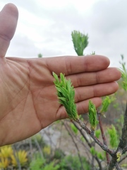 Bursera morelensis