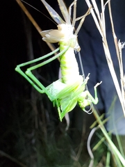 Scudderia curvicauda