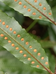 Goniophlebium persicifolium