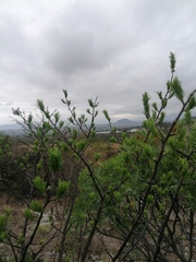 Bursera morelensis