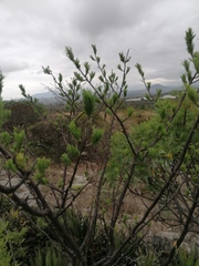 Bursera morelensis