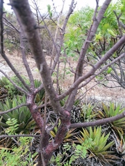 Bursera morelensis