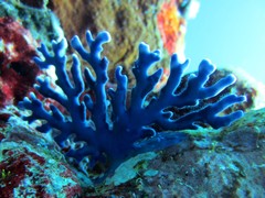 Distichopora violacea