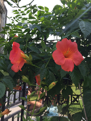 Campsis grandiflora